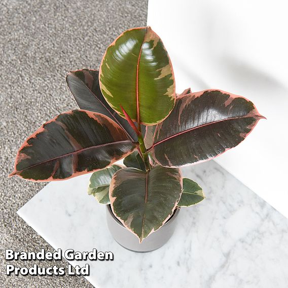 Ficus elastica 'Belize'