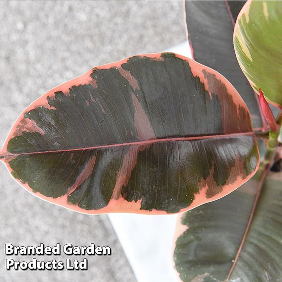 Ficus elastica 'Belize'