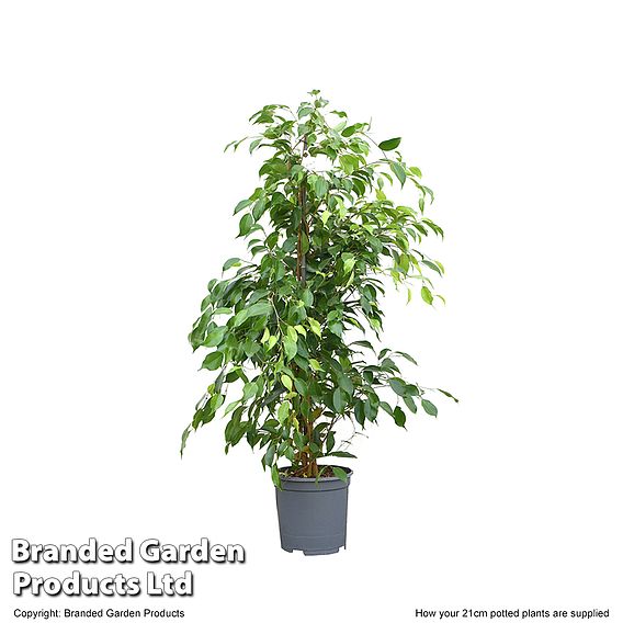 Ficus benjamina