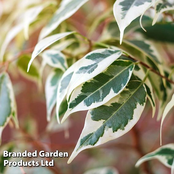 Ficus benjamina