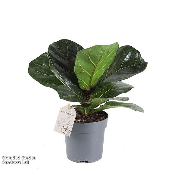 Ficus lyrata (Fiddle Leaf Fig)