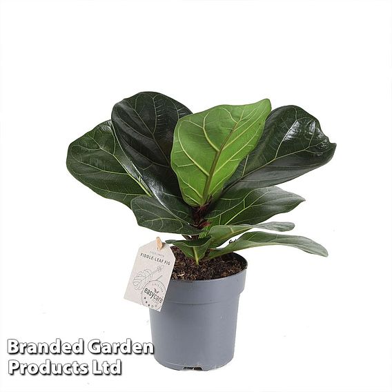 Ficus lyrata (Fiddle Leaf Fig) | Dobies