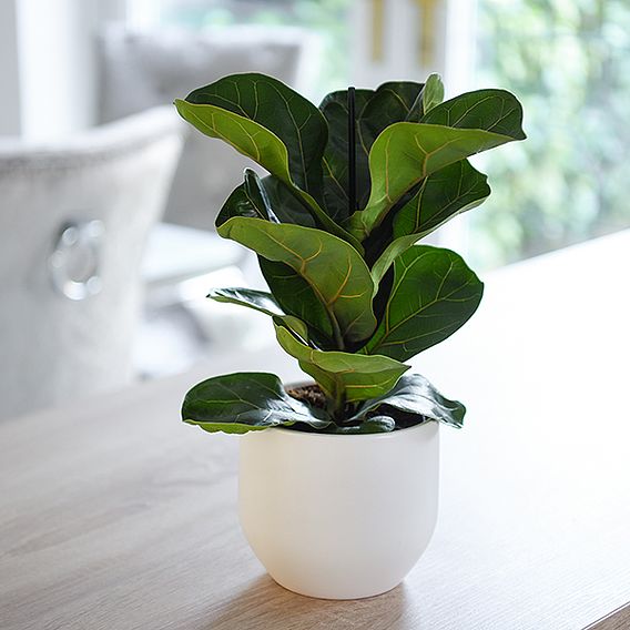 Ficus lyrata (Fiddle Leaf Fig)