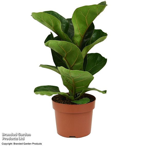 Ficus lyrata (Fiddle Leaf Fig)