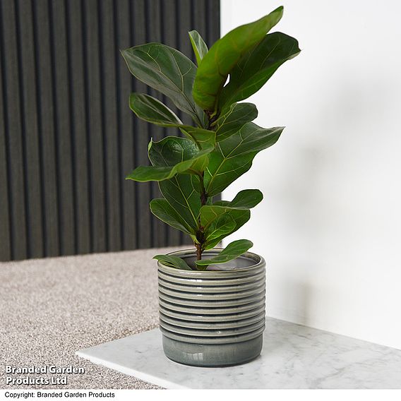 Ficus lyrata (Fiddle Leaf Fig)