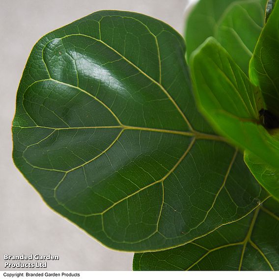 Ficus lyrata (Fiddle Leaf Fig)