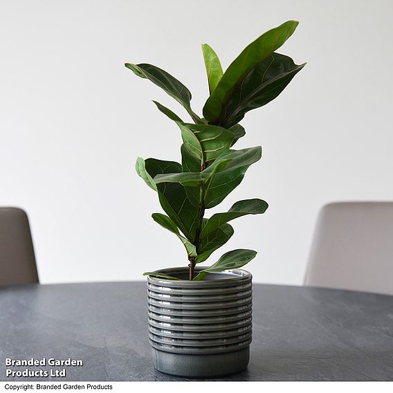 Ficus lyrata (Fiddle Leaf Fig)