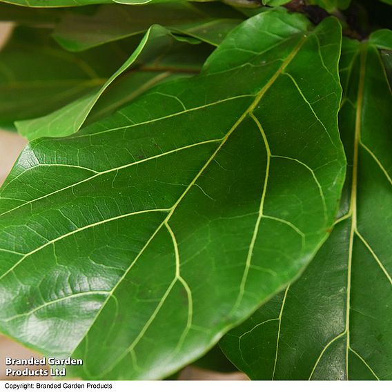 Ficus lyrata (Fiddle Leaf Fig)