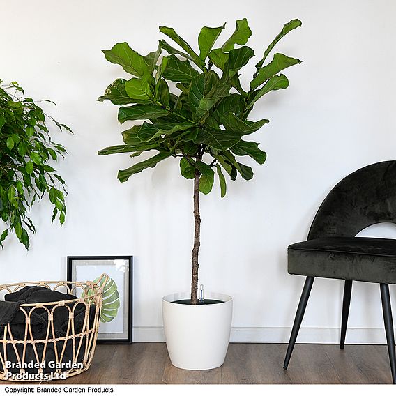 Ficus lyrata (Fiddle Leaf Fig)