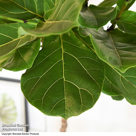 Ficus lyrata (Fiddle Leaf Fig)