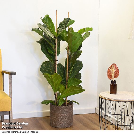 Ficus lyrata (Fiddle Leaf Fig)