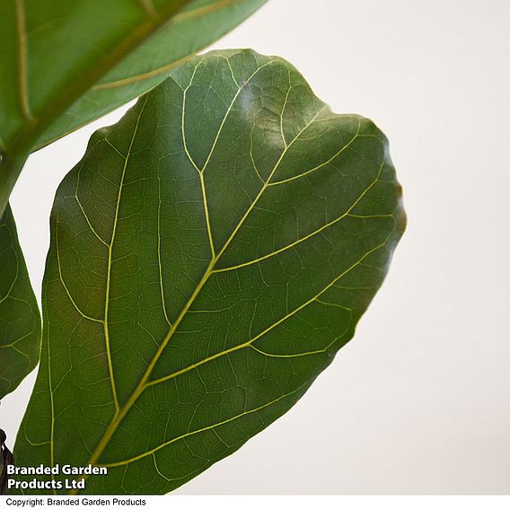 Ficus lyrata (Fiddle Leaf Fig)