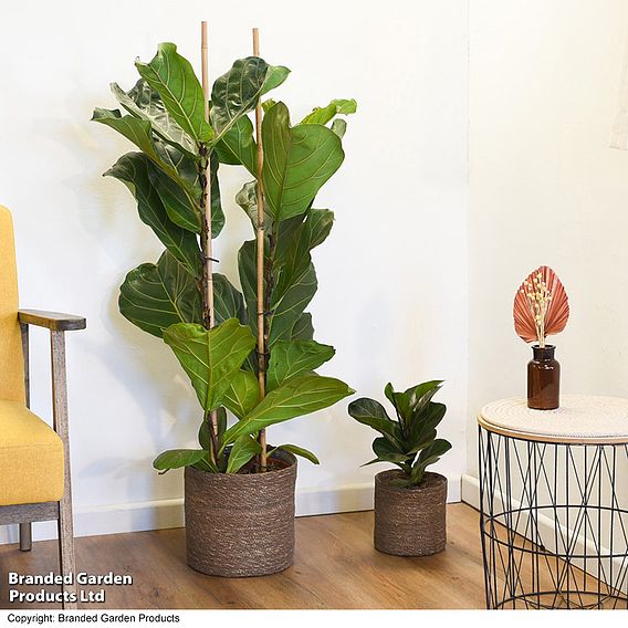 Ficus lyrata (Fiddle Leaf Fig)