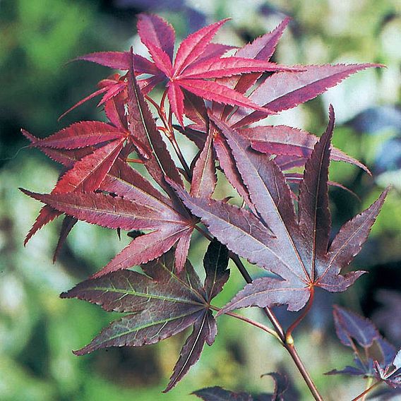 Acer palmatum Duo