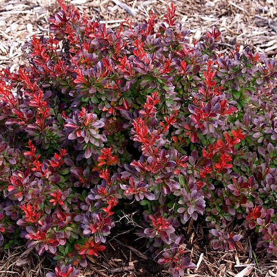 Berberis thunbergii 'Cabernet'