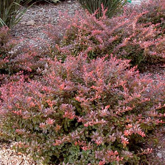 Berberis thunbergii 'Cabernet'