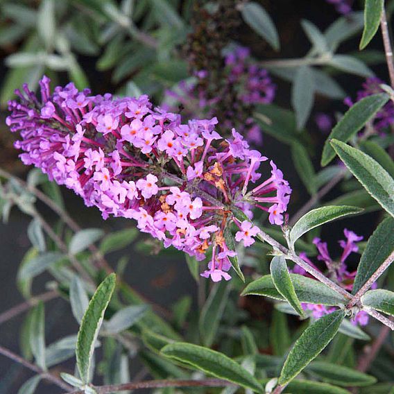 Buddleja davidii 'Sophie®'