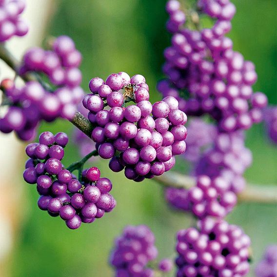 Callicarpa bodinieri var. giraldii 'Profusion'