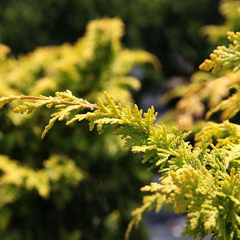 Chamaecyparis obtusa 'Fernspray Gold'