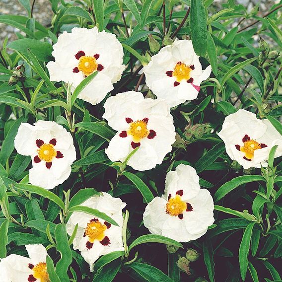 Cistus x purpureus 'Alan Fradd'