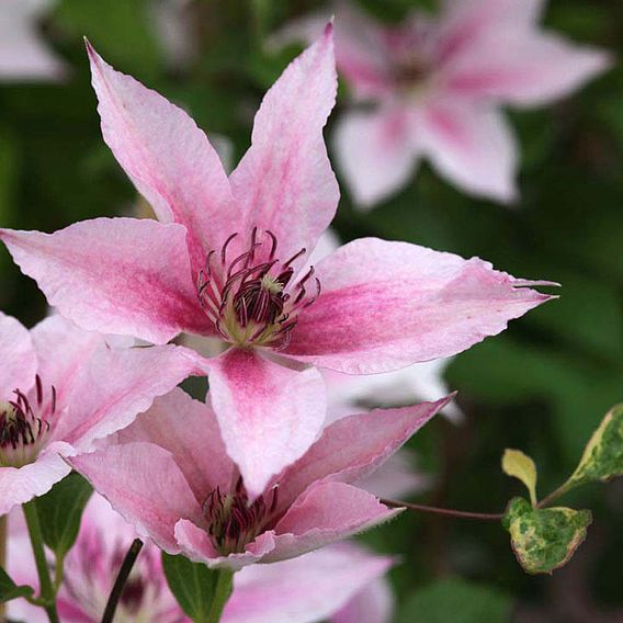 Clematis 'Pink Fantasy'