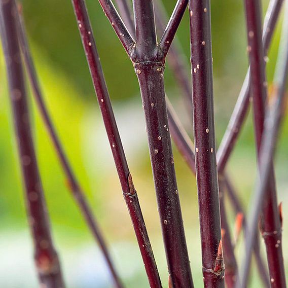 Cornus alba 'Kesselringii'