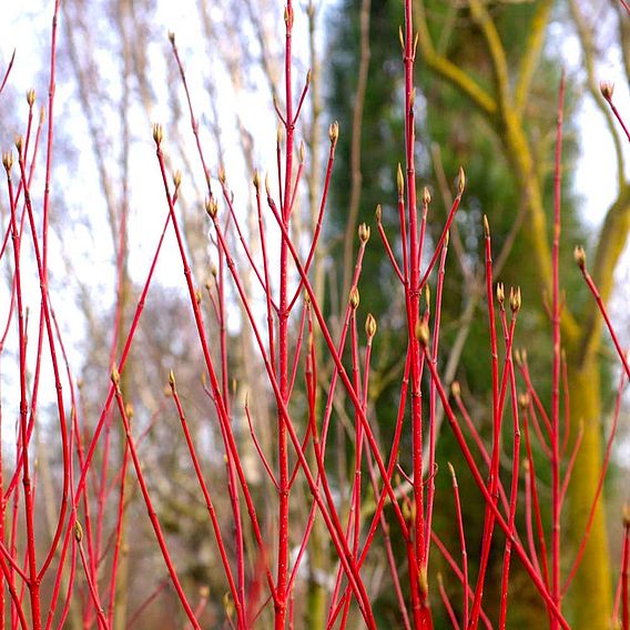 Cornus alba 'Baton Rouge'