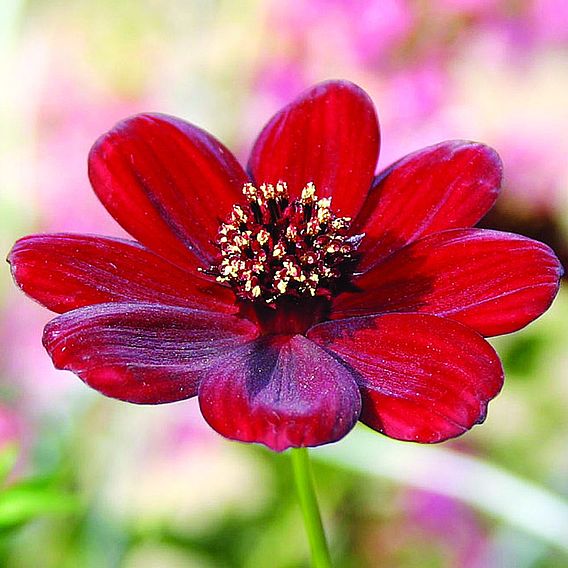 Cosmos Plants Choca Mocha Dobies