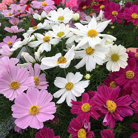 Cosmos Potted Plant - Apollo Mix | Dobies