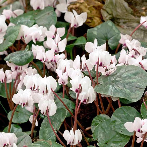 Cyclamen Bulb Collection