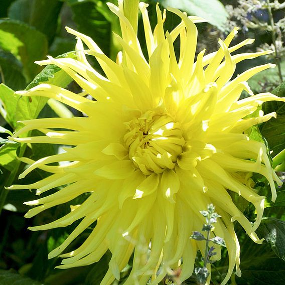 Dahlia 'Yellow Star'