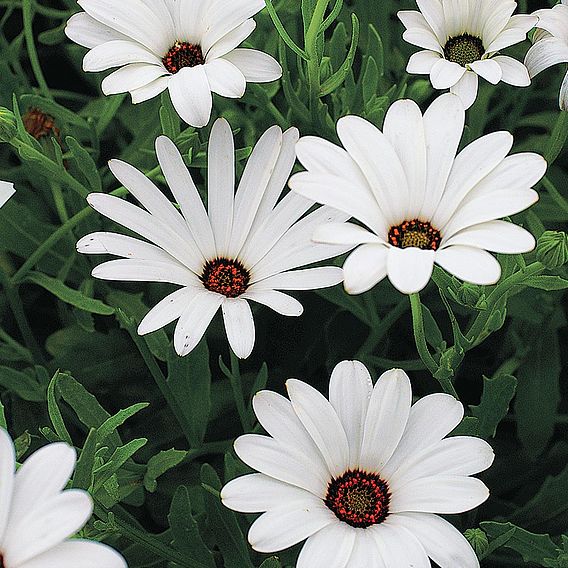 Dimorphotheca 'White Lady' - Seeds