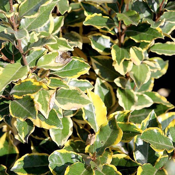 Elaeagnus x ebbingei 'Viveleg'