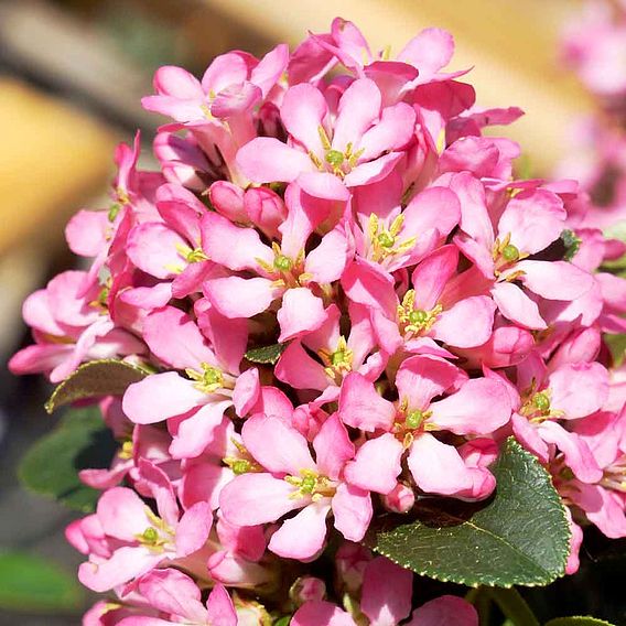 Escallonia laevis 'Pink Elle'