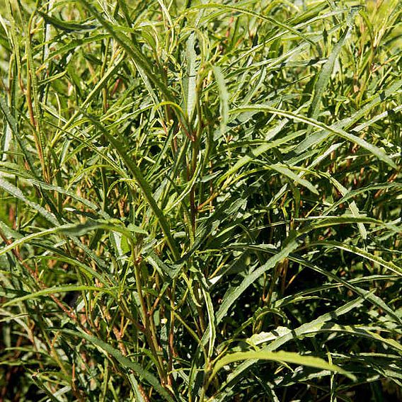 Frangula alnus 'Fine Line'