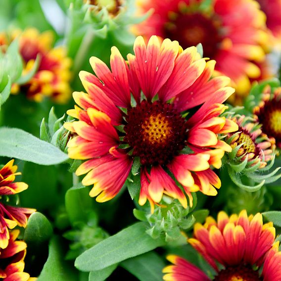 Gaillardia Spintop Orange Halo Dobies