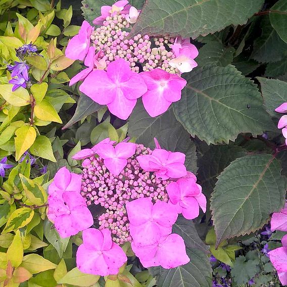 Hydrangea macrophylla 'Endless Summer - Twist & Shout'