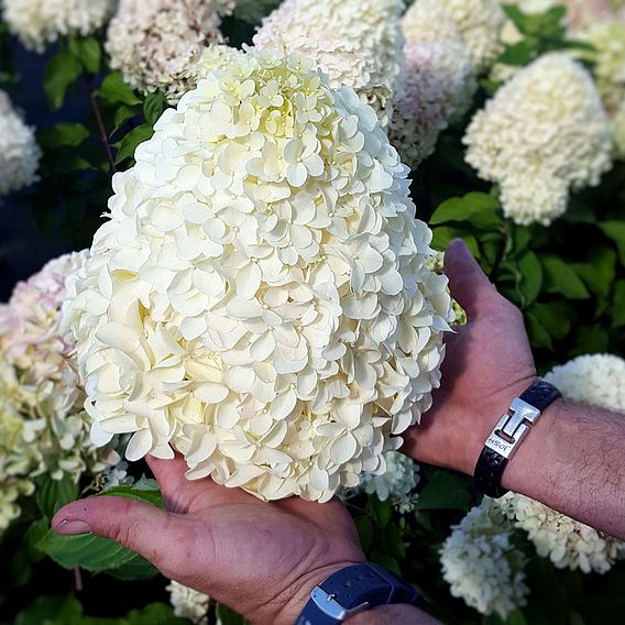 Hydrangea paniculata 'Hercules'