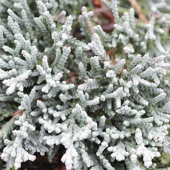 Juniperus horizontalis 'Icee Blue'