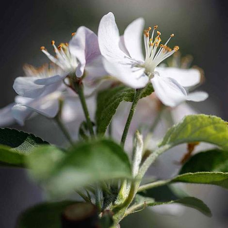 Crab Apple 'Golden Hornet'