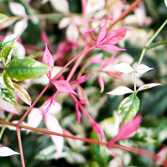 Nandina domestica 'Twilight'