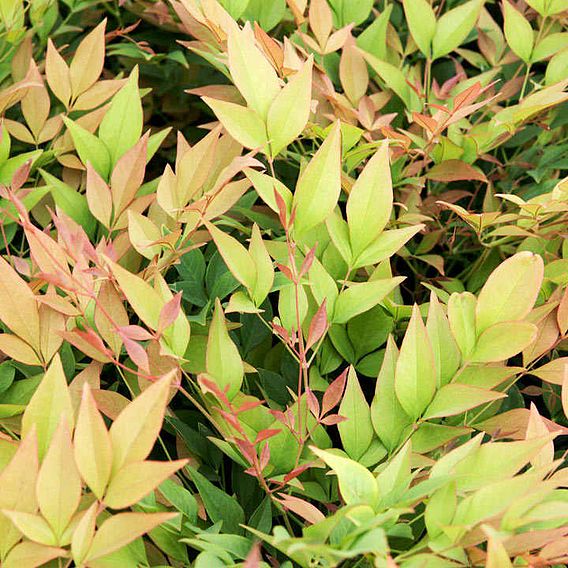 Nandina domestica 'Gulfstream'