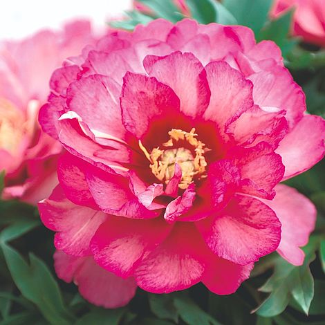 Peony 'Julia Rose'