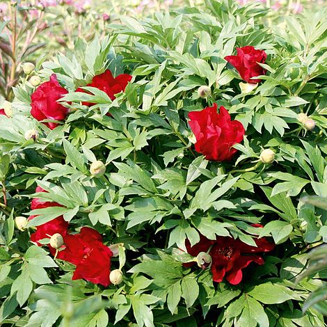 Peony 'Scarlet Heaven'