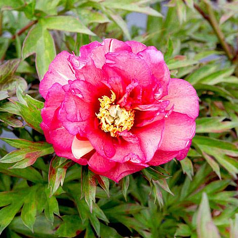 Peony 'Julia Rose'