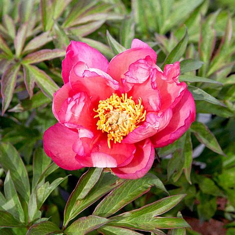 Peony 'Julia Rose'