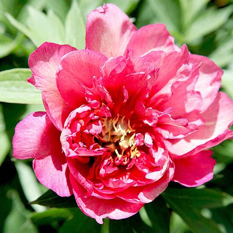 Peony 'Hillary'