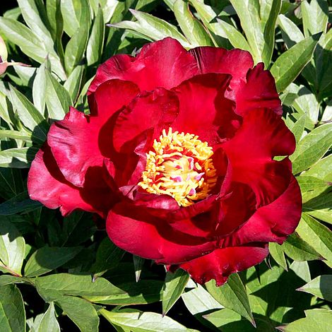 Peony 'Scarlet Heaven'