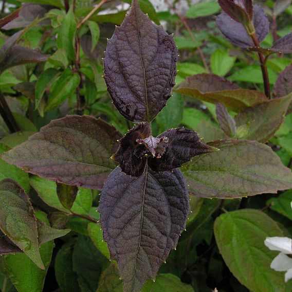 Philadelphus 'Starbright'