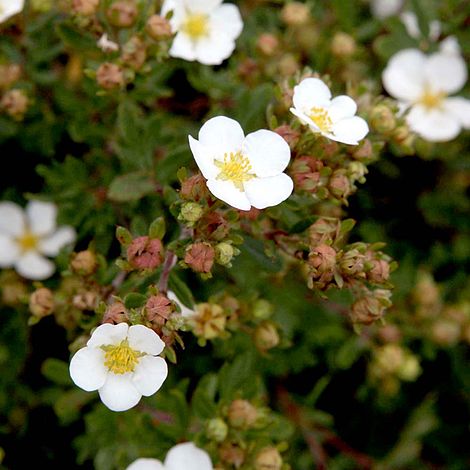 Potentilla fruticosa 'White Lady'